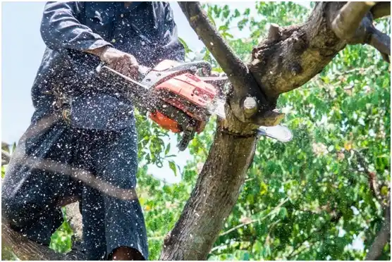 tree services Cross Lanes
